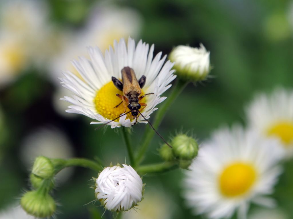 Oedemeridae: maschio di Oedemera podagrariae