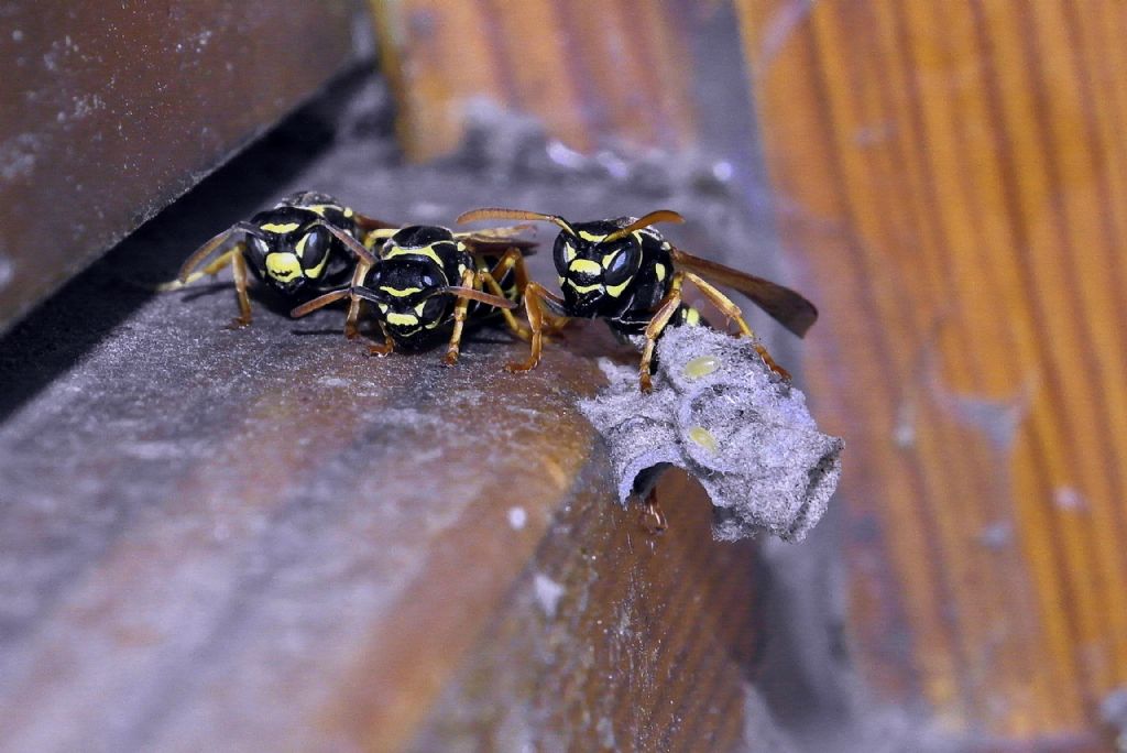 Insetti pericolosi: proviamo a fare il punto!