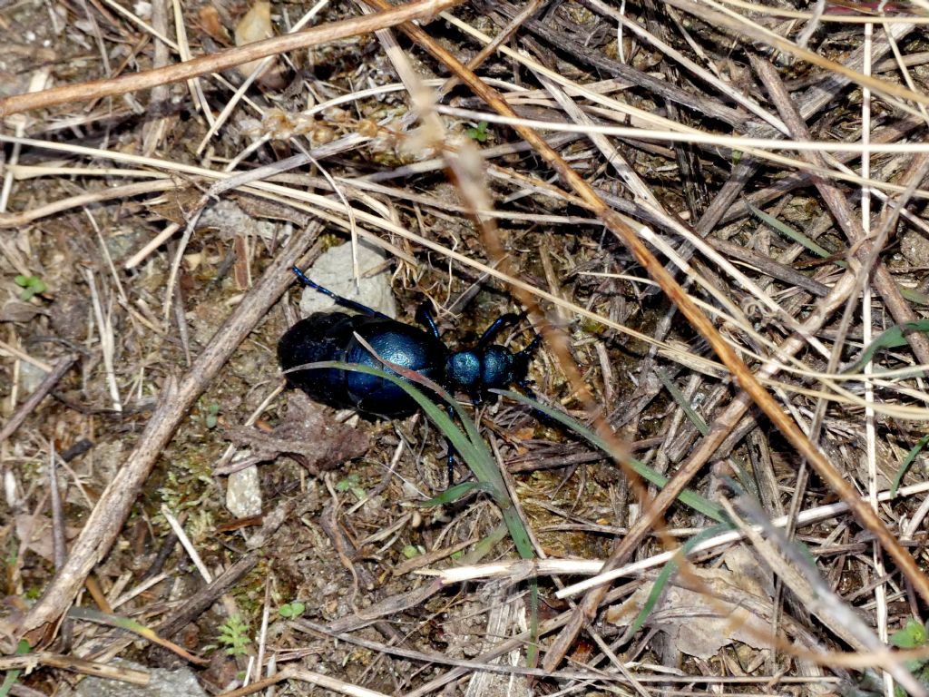 Meloe violaceus?