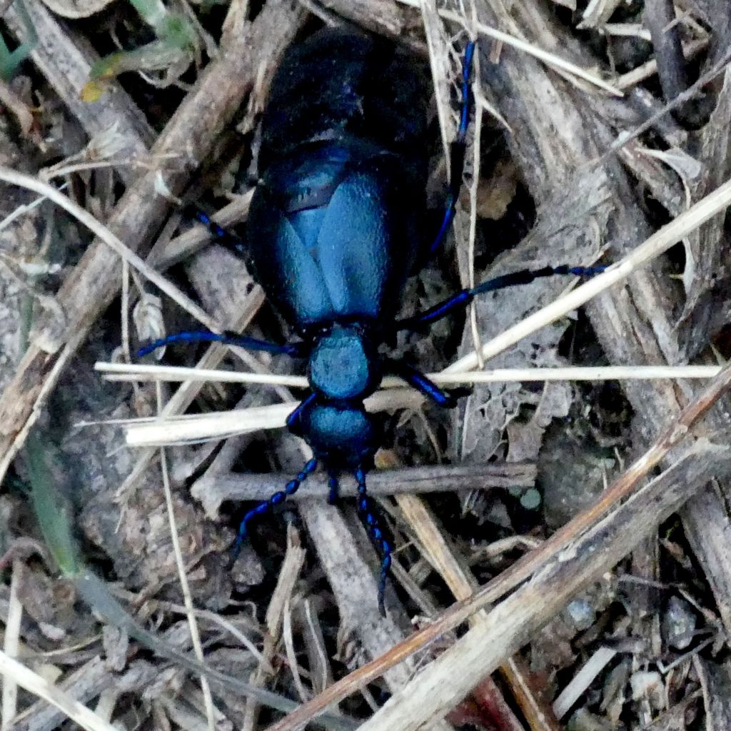 Meloe violaceus?