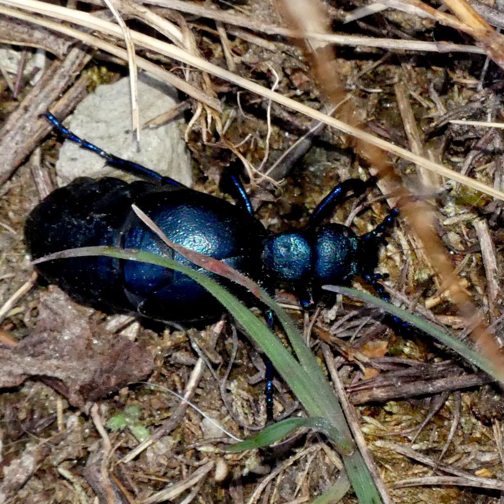 Meloe violaceus?