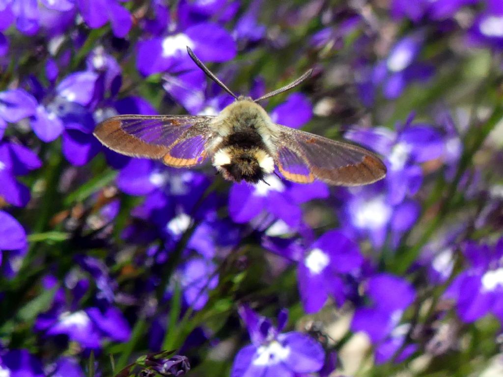 Hemaris fuciformis maschio o femmina?