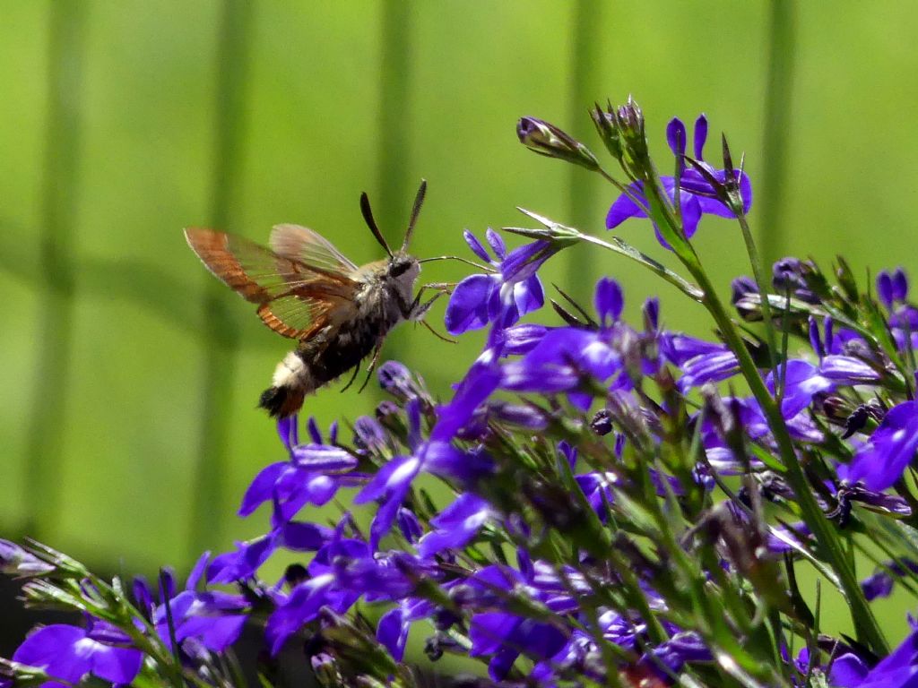 Hemaris fuciformis maschio o femmina?