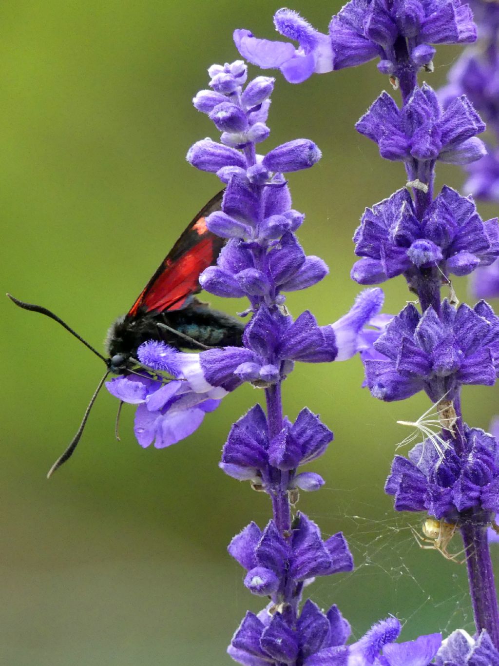 2021-2025: 4 anni di foto e osservazioni entomologiche