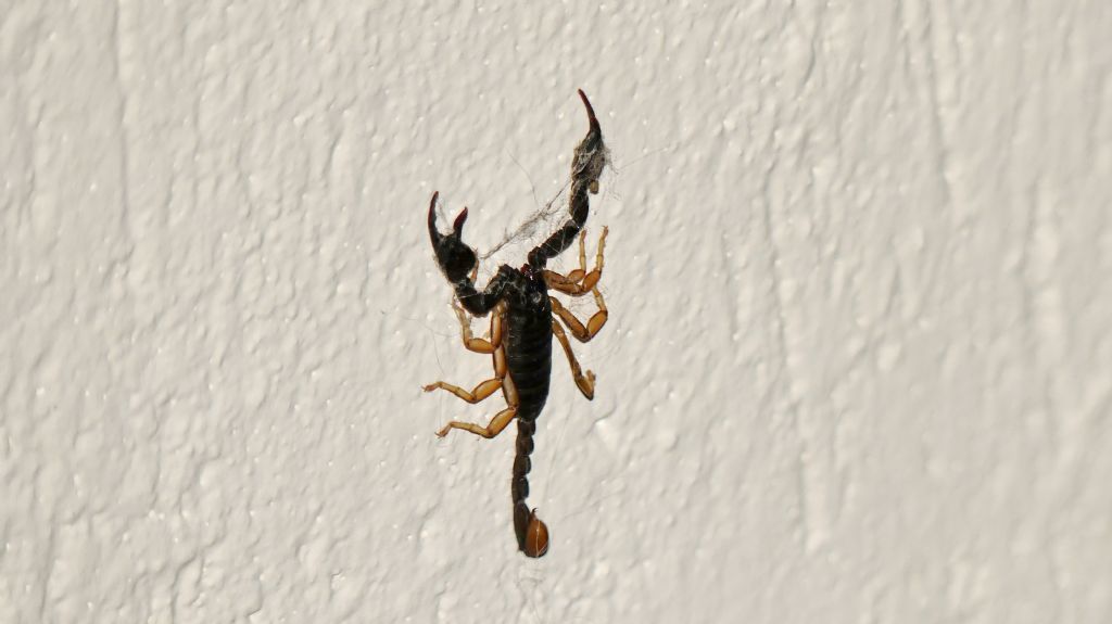 Scorpione italiano?