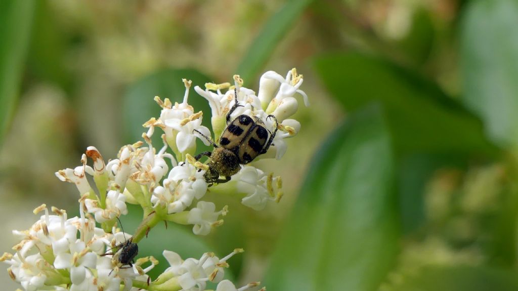 Cetoniidae: Trichius cfr. gallicus
