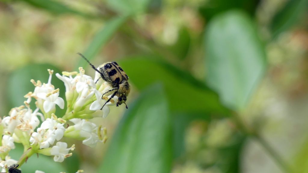Cetoniidae: Trichius cfr. gallicus