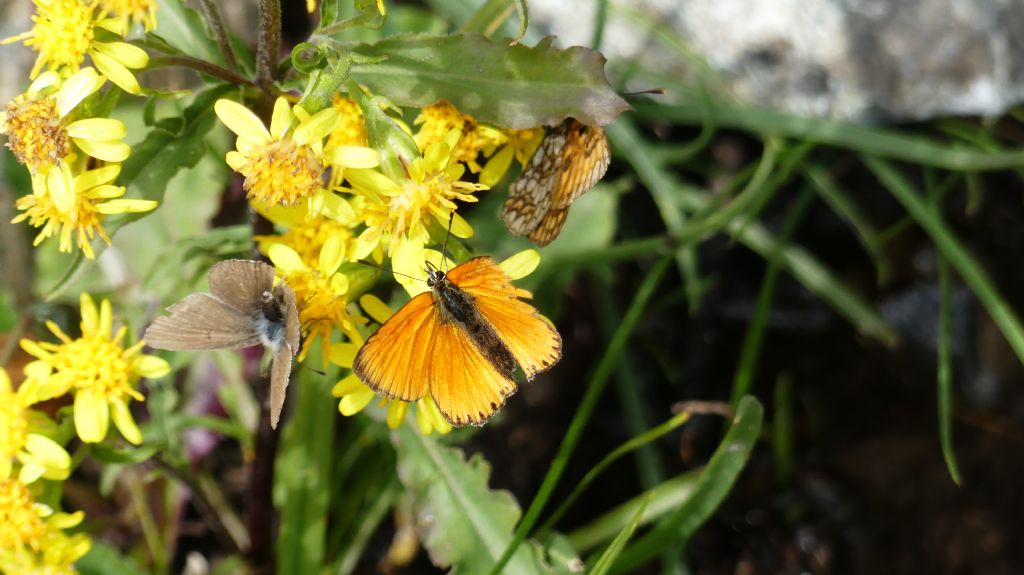 Lycena dispar?