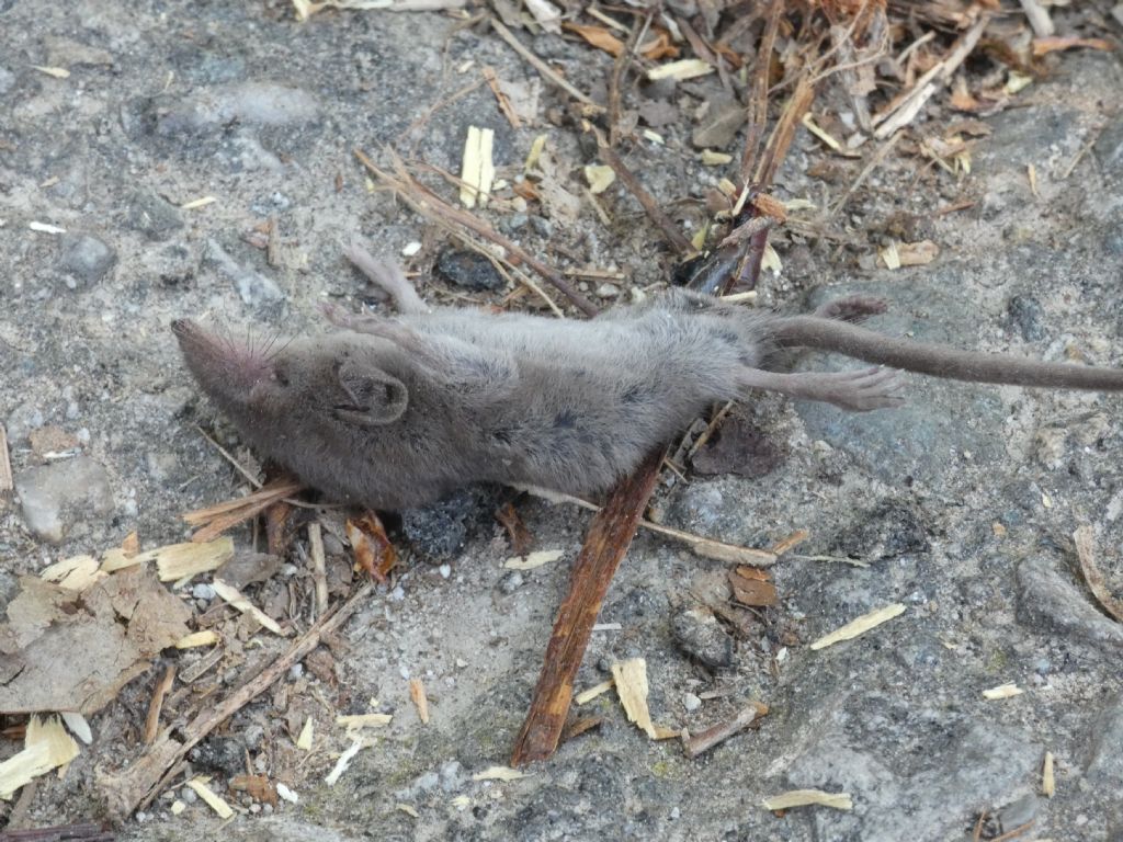 Crocidura o Sorex?  Crocidura o Suncus