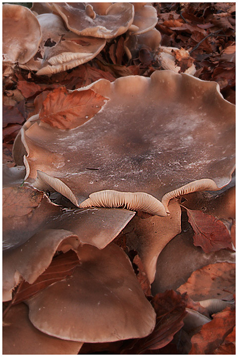 Leucopaxillus amarus