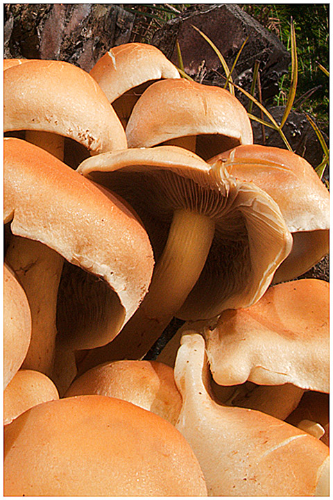 Hypholoma fasciculare???