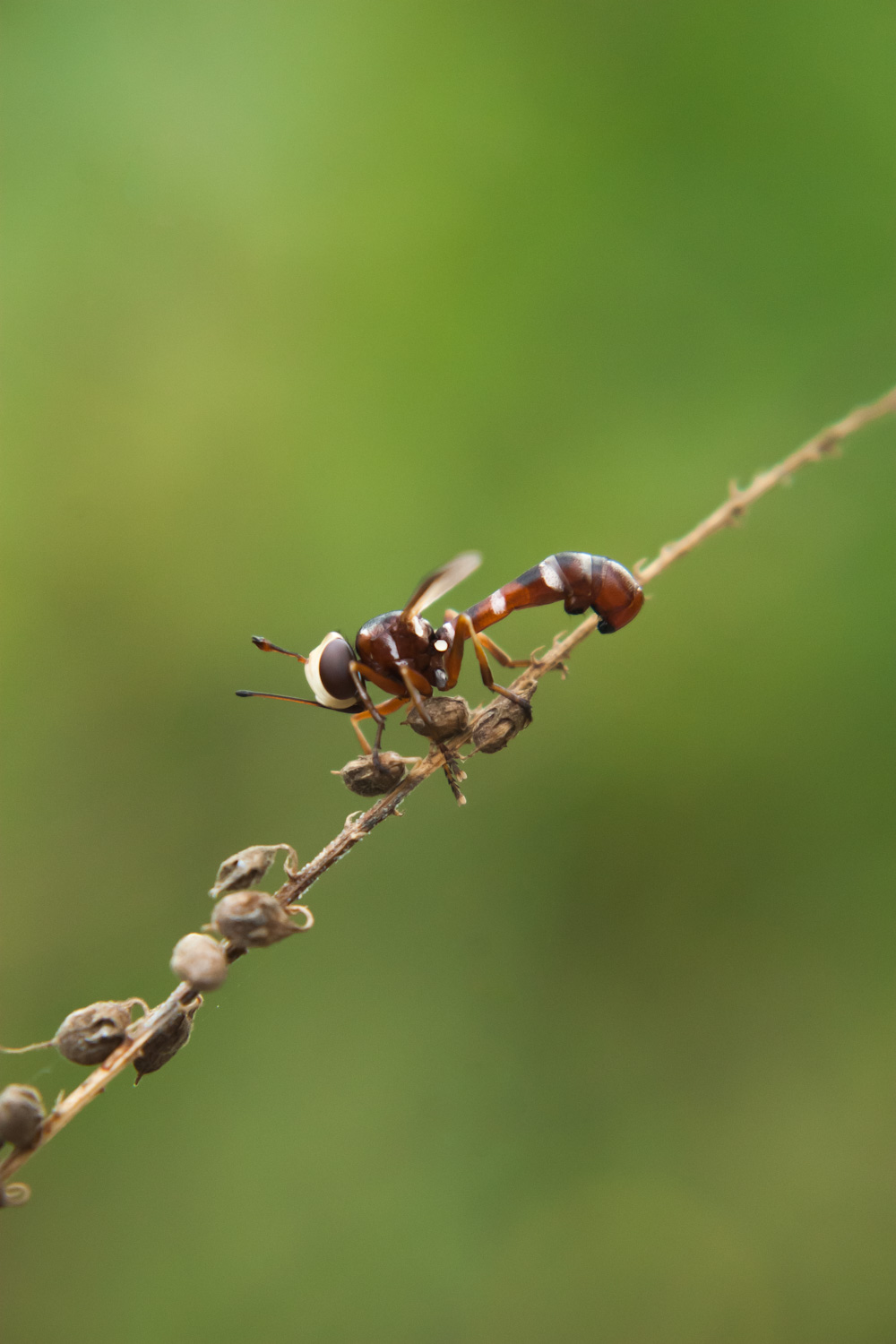 Physocephala sp. (Conopidae)