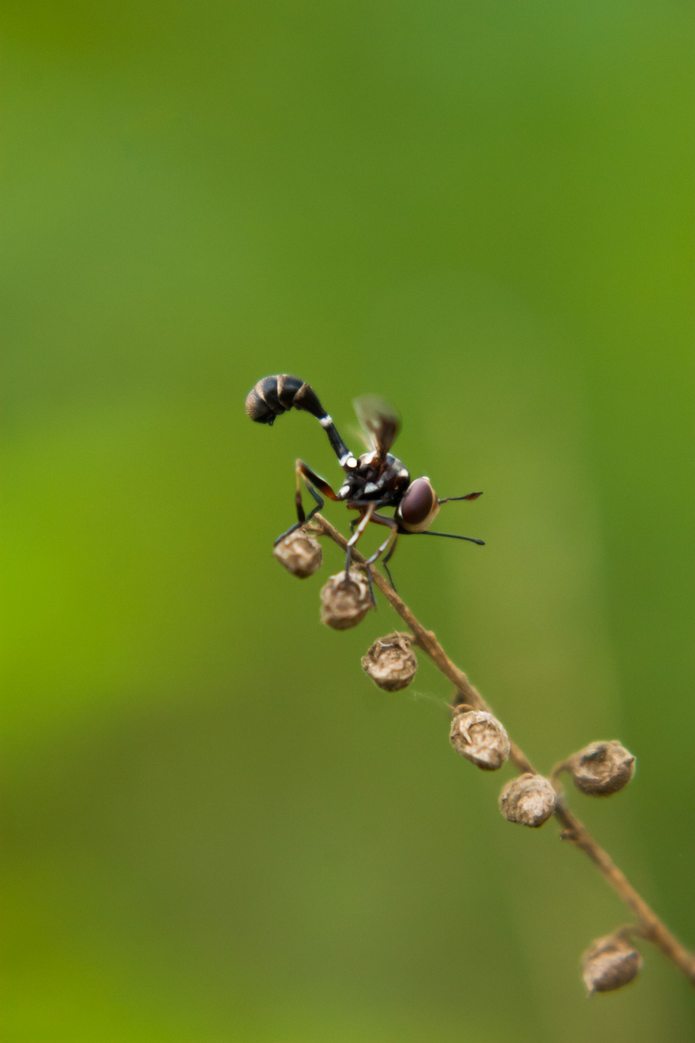 Physocephala sp. (Conopidae)