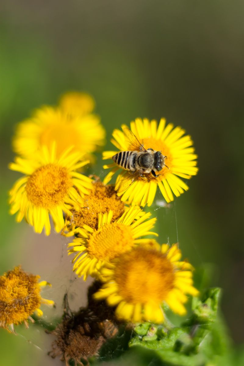 Megachile sp. (Apidae Megachilinae) ed Epeolus sp. (Apidae)