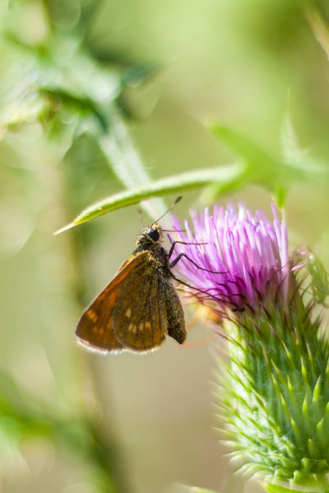 Identificazione Hesperidae