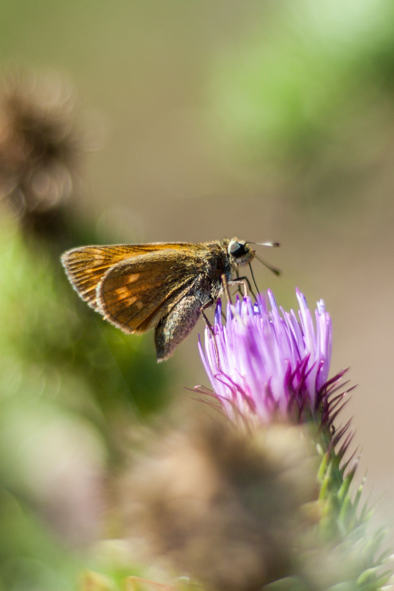 Identificazione Hesperidae