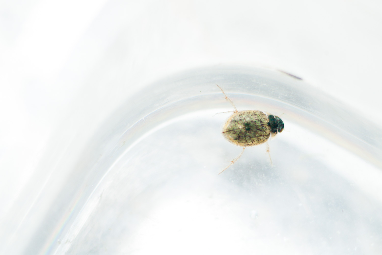 Coleottero nuotatore: Hydrophilidae: Berosus sp.  (cfr.)