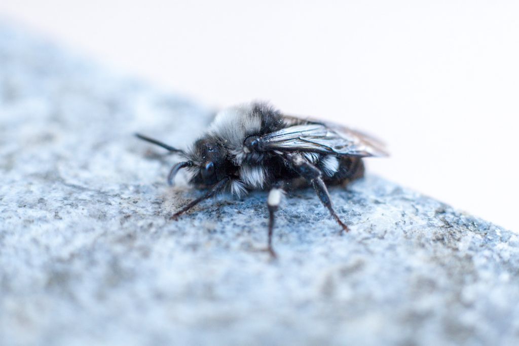 Apidae Anthophorinae:  Melecta sp.