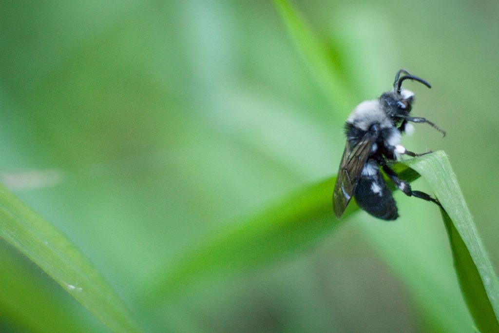 Apidae Anthophorinae:  Melecta sp.