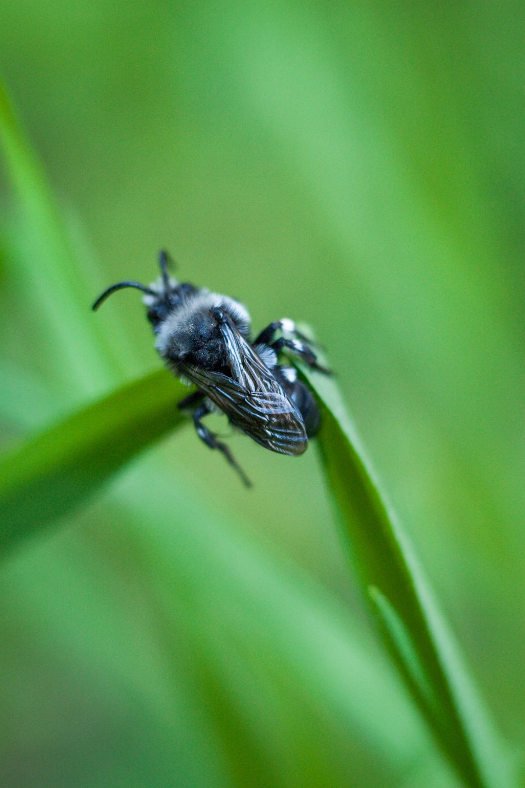 Apidae Anthophorinae:  Melecta sp.