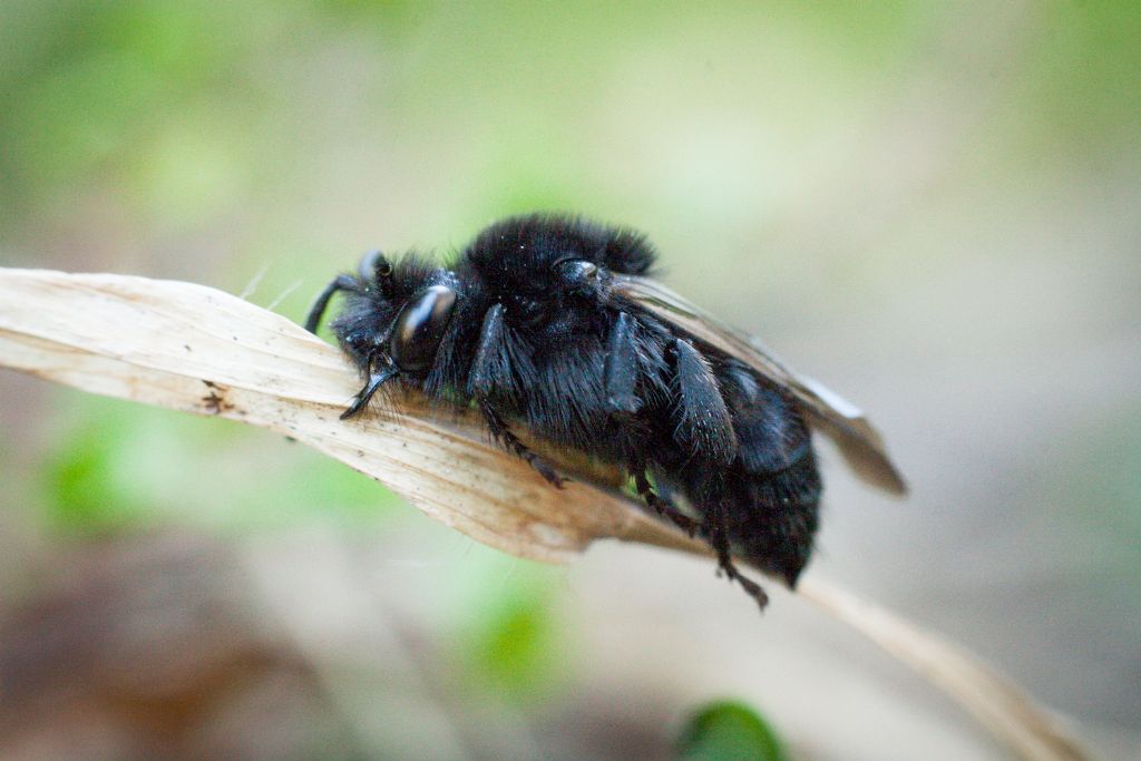 Apidae Anthophorinae:  Melecta sp.