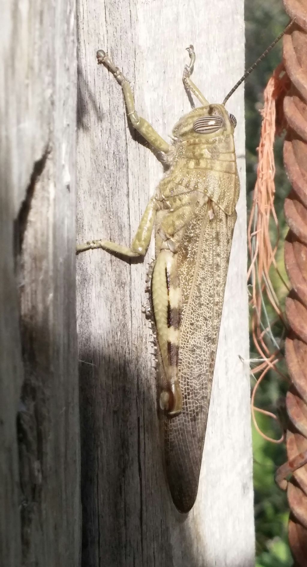 Anacridium aegyptium (Acrididae)