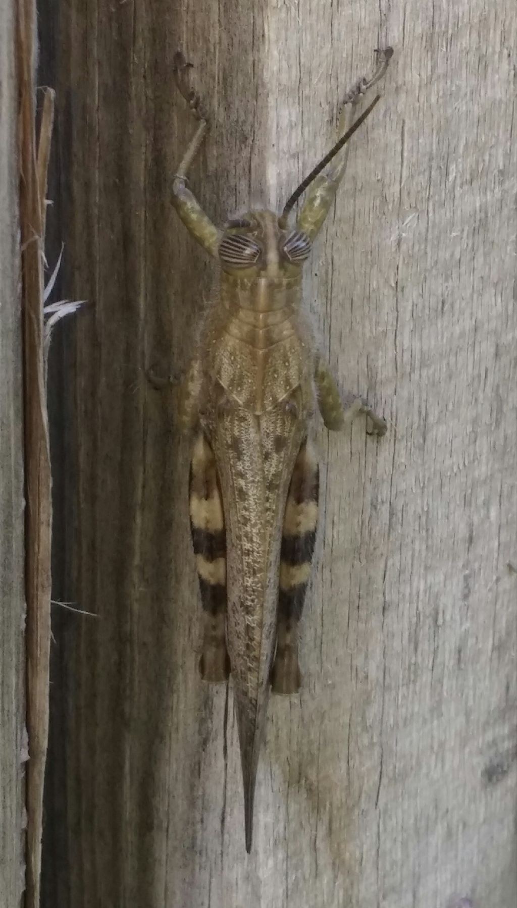 Anacridium aegyptium (Acrididae)
