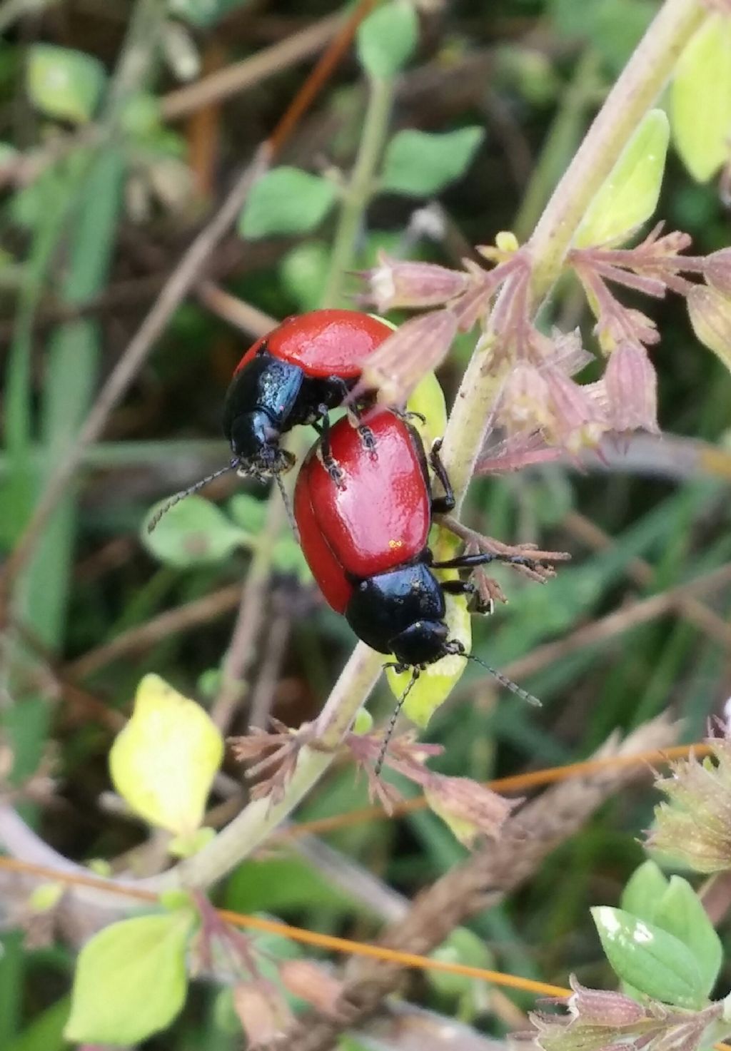 Chrysolina lutea (in accoppiamento) e  Chrysolina grossa