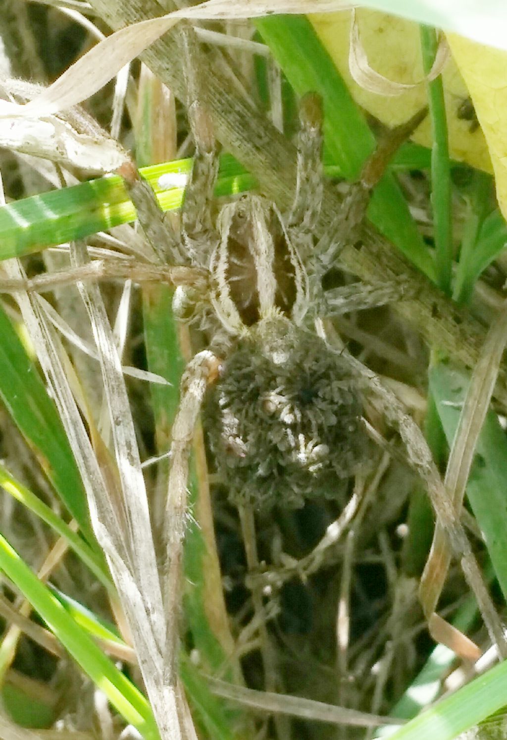 Hogna radiata,  femmina -  Francavilla in Sinni(Pz)