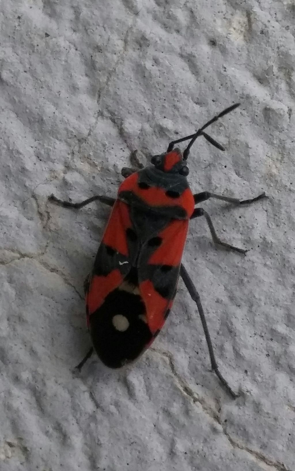 Lygaeidae: Lygaeus simulans
