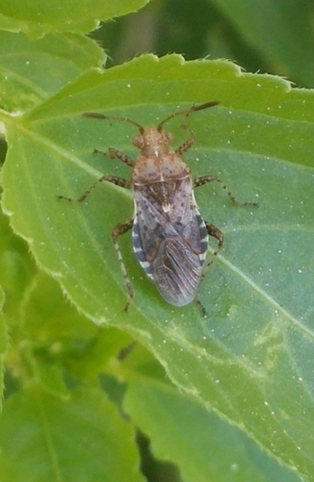 Rhopalidae: Rhopalus conspersus