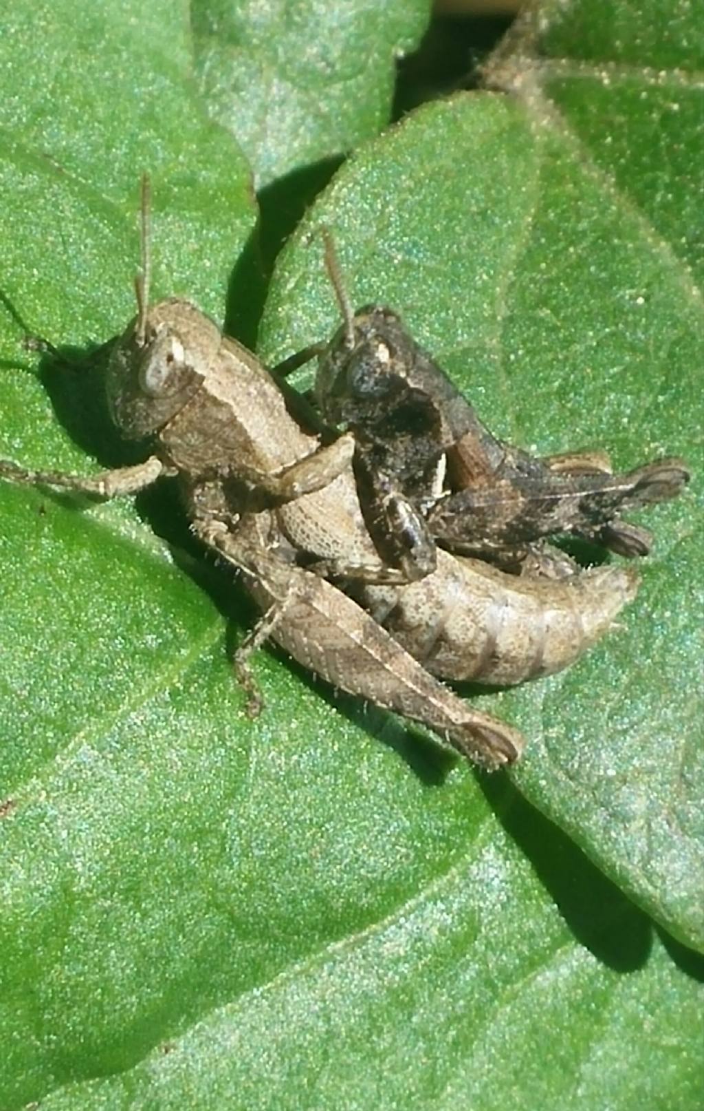 Acrididae in accoppiamento:  Pezotettix giornae