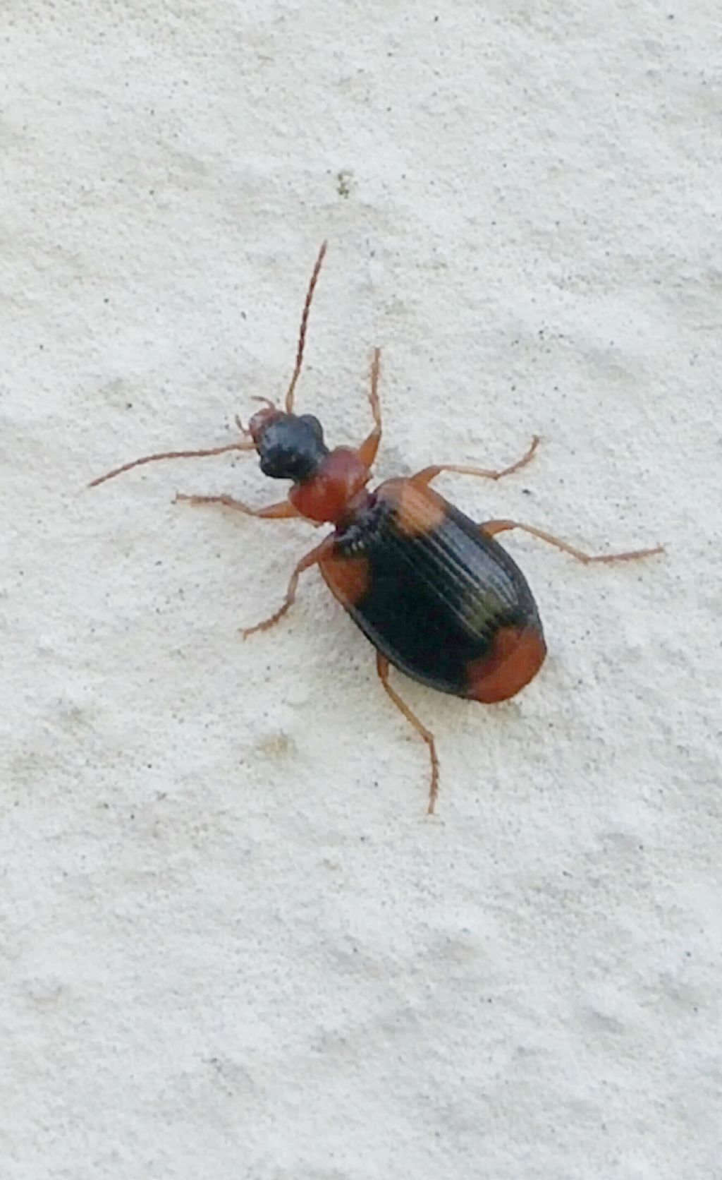 Carabidae: Lebia humeralis