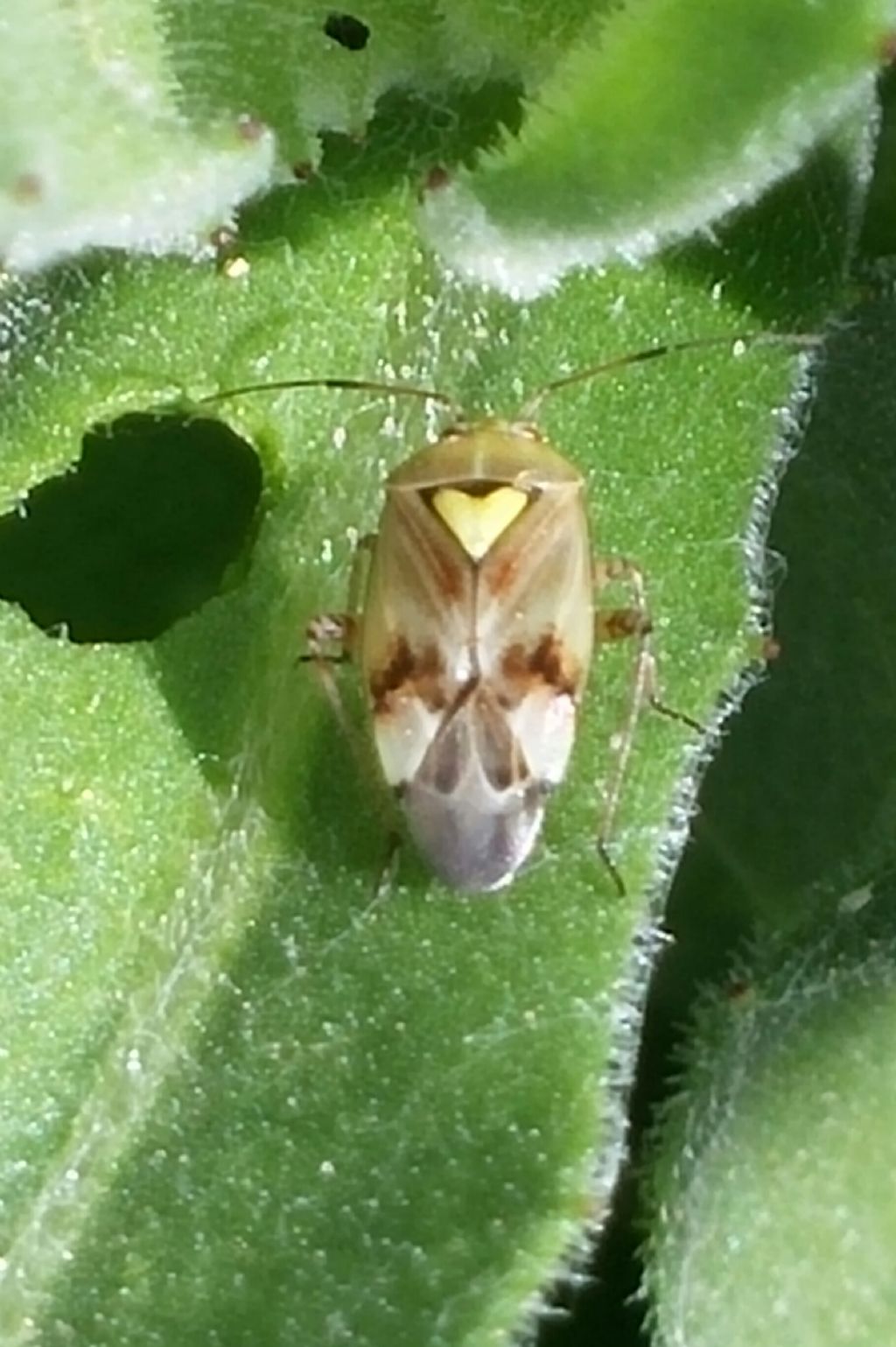 Miridae: Lygus sp.