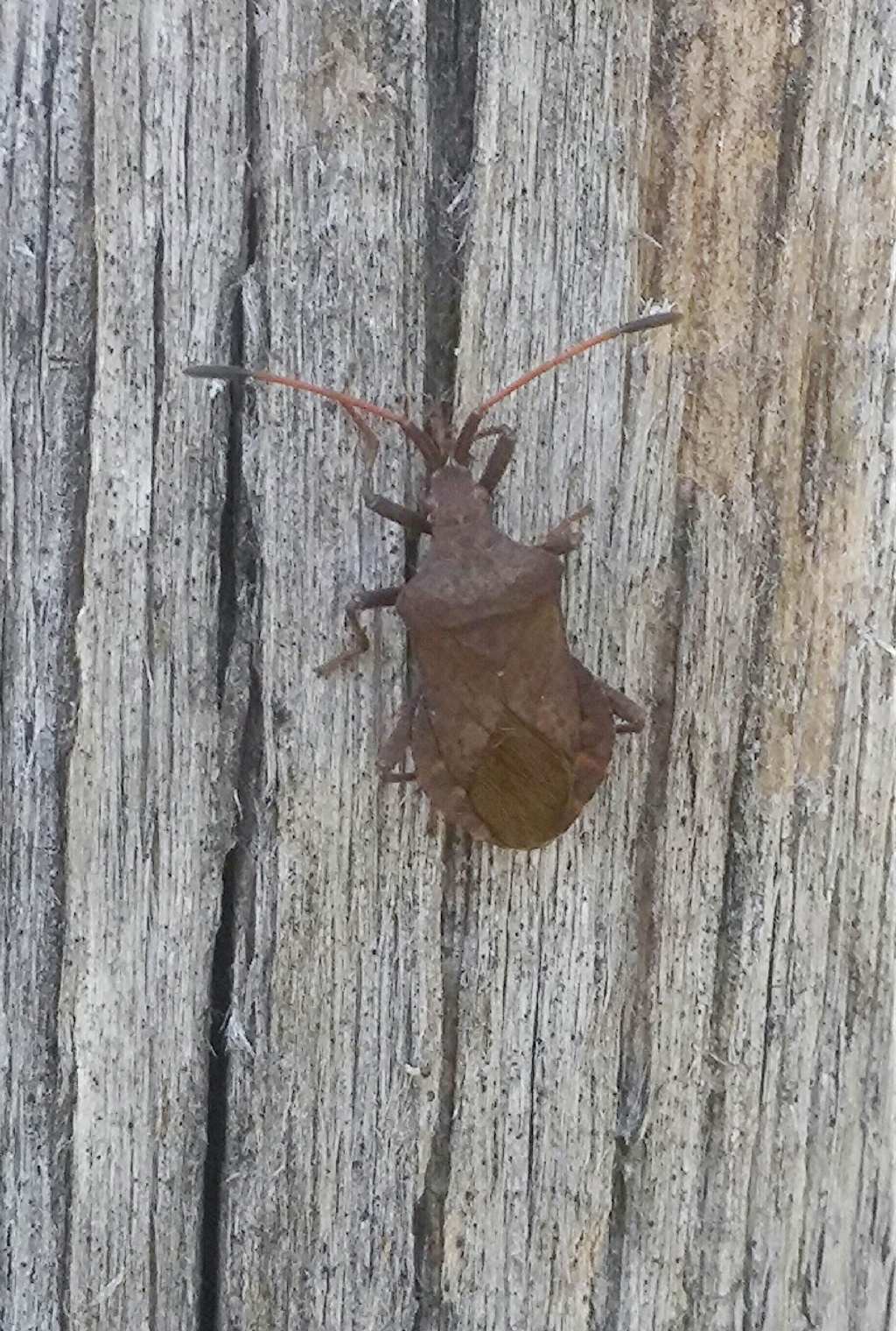 Pentatomidae?   No, Coreidae: Coreus marginatus