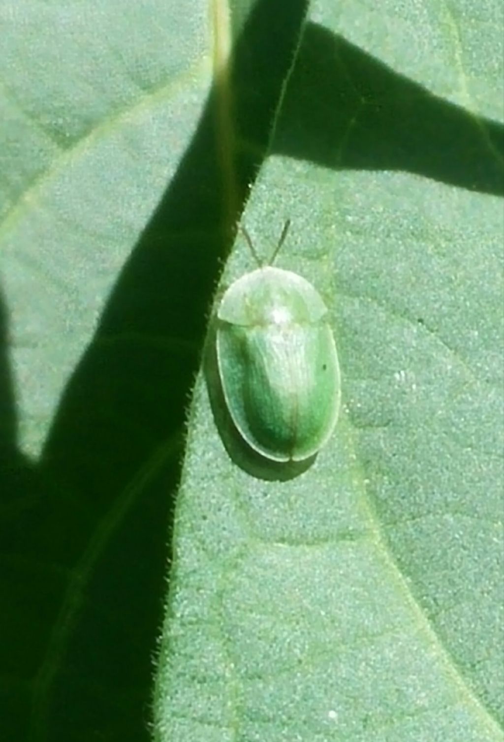 Chrysomelidae: Cassida sp.