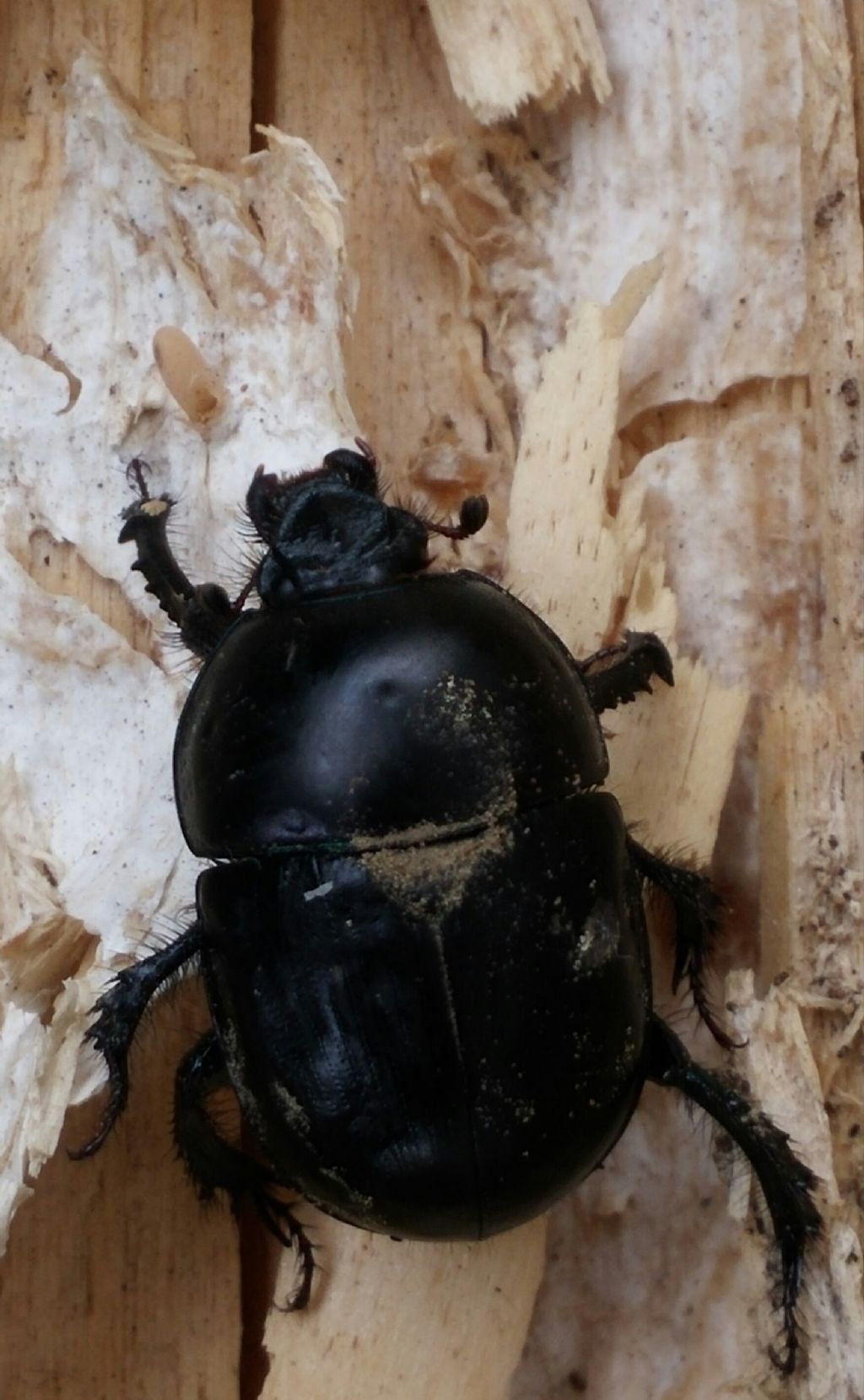 Geotrupidae: Sericotrupes niger