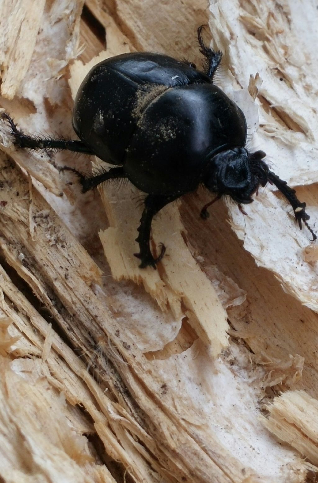 Geotrupidae: Sericotrupes niger