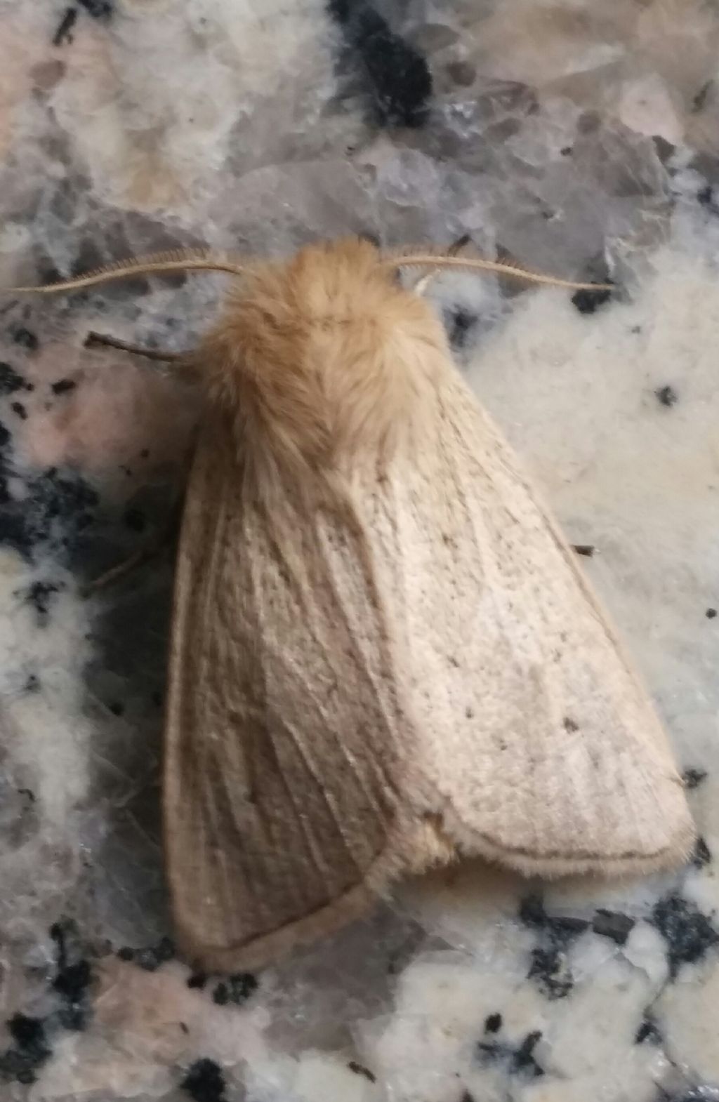 Lepidottero da determinare - Sesamia nonagrioides, Noctuidae