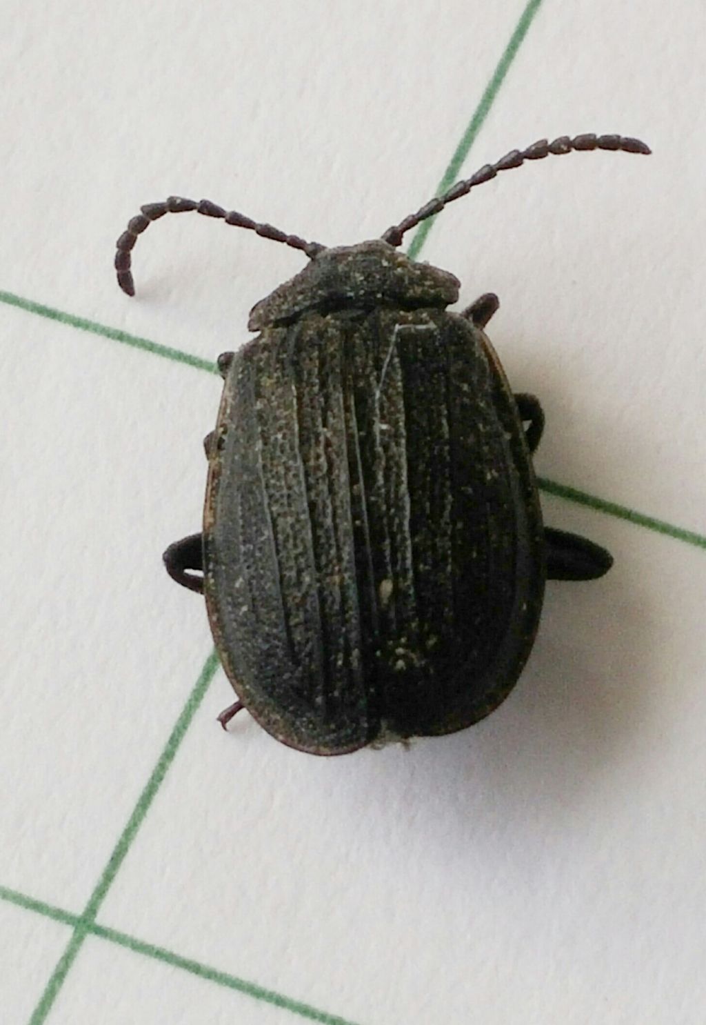 Crysomelidae:  Galeruca tanaceti (cfr.)