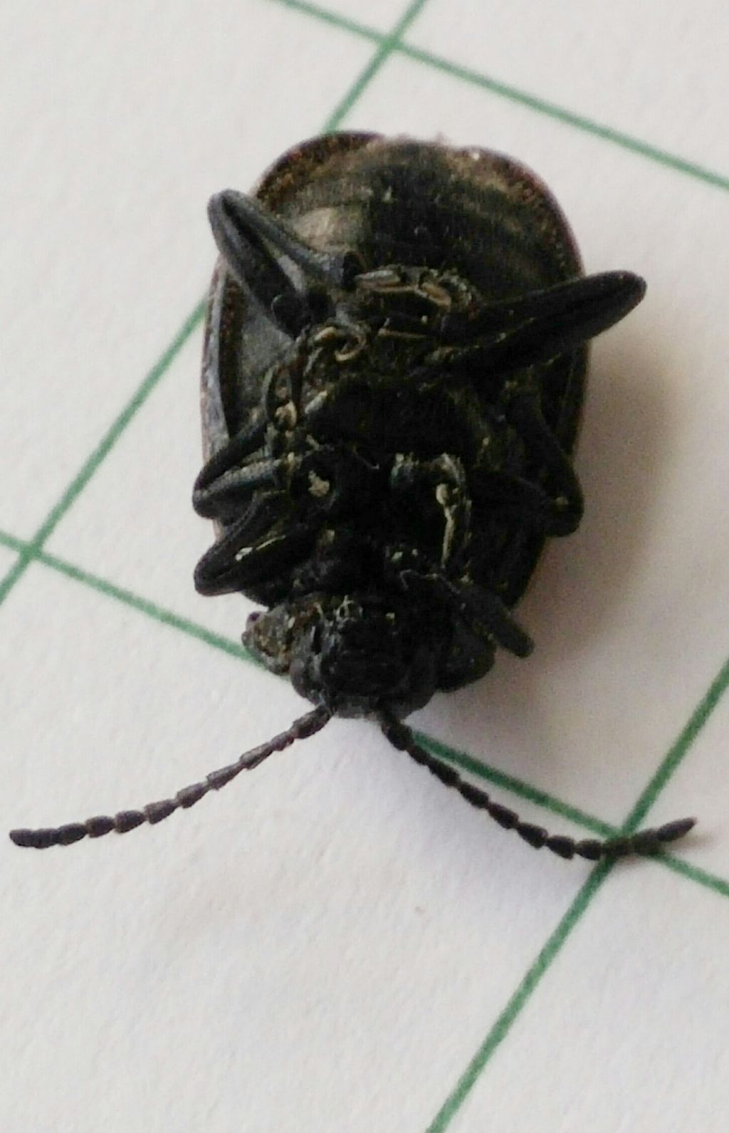 Crysomelidae:  Galeruca tanaceti (cfr.)