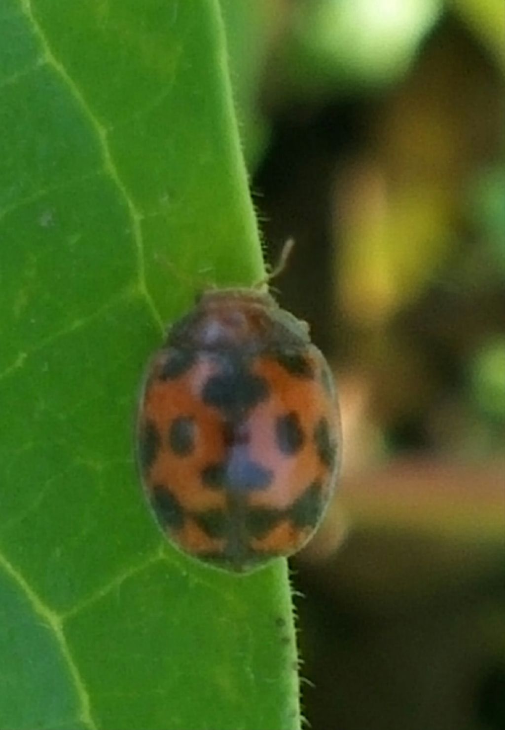 Coccinellidae: Subcoccinella vigintiquatuorpunctata