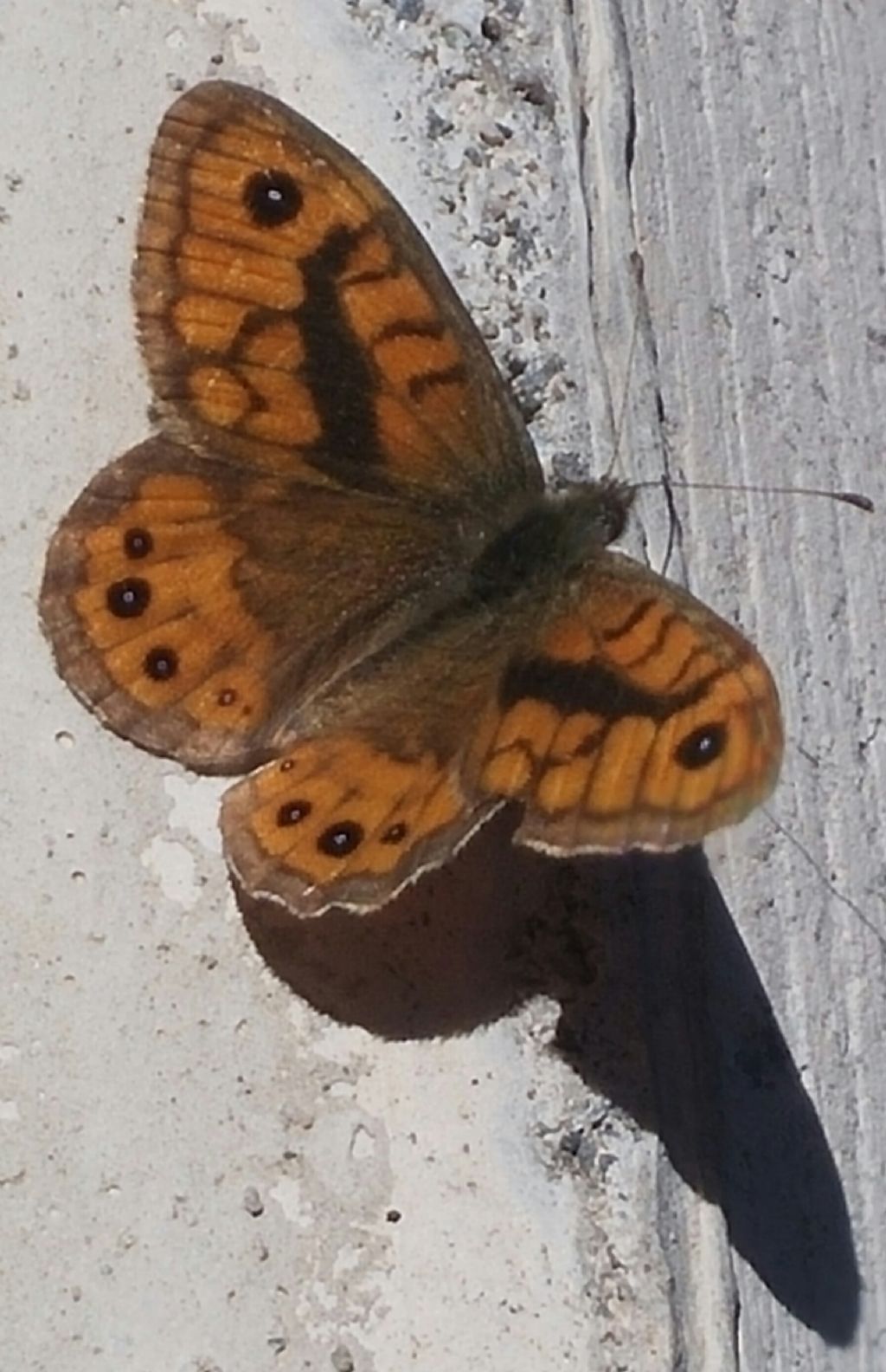 Farfalla diurna da identificare - Lasiommata megera