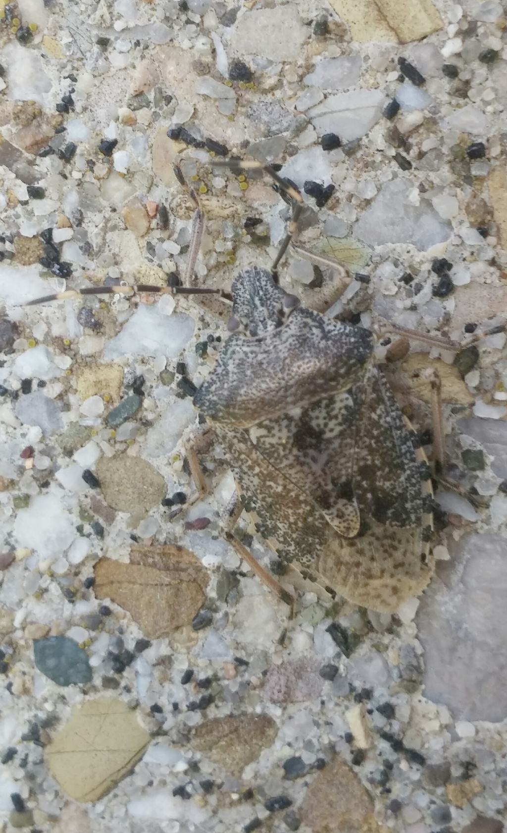 Pentatomidae ben mimetizzato:  Rhaphigaster nebulosa
