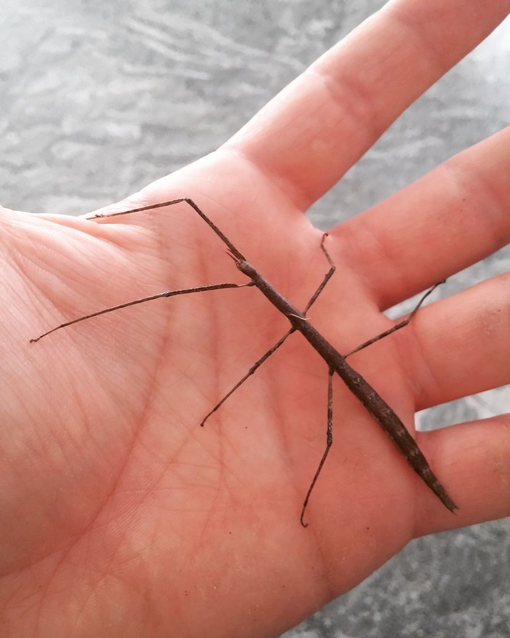 Phasmatodea: Clonopsis gallica, femmina / Insetto stecco (Bacillidae)