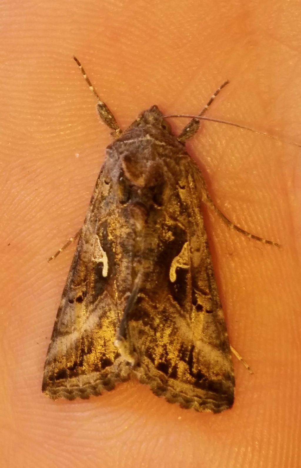 Falena da identificare...Drepanidae?  No, Noctuidae:  Autographa gamma