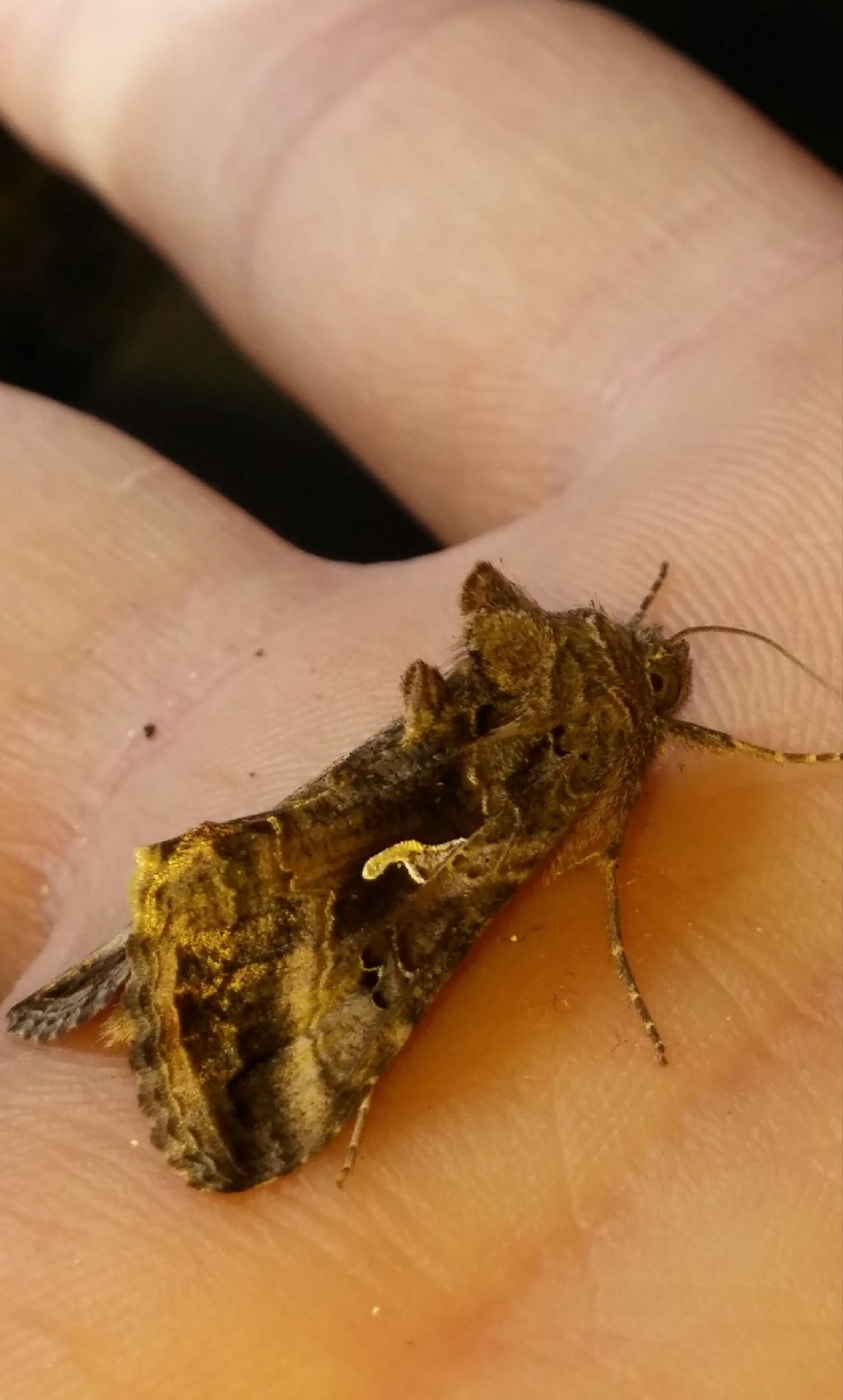 Falena da identificare...Drepanidae?  No, Noctuidae:  Autographa gamma