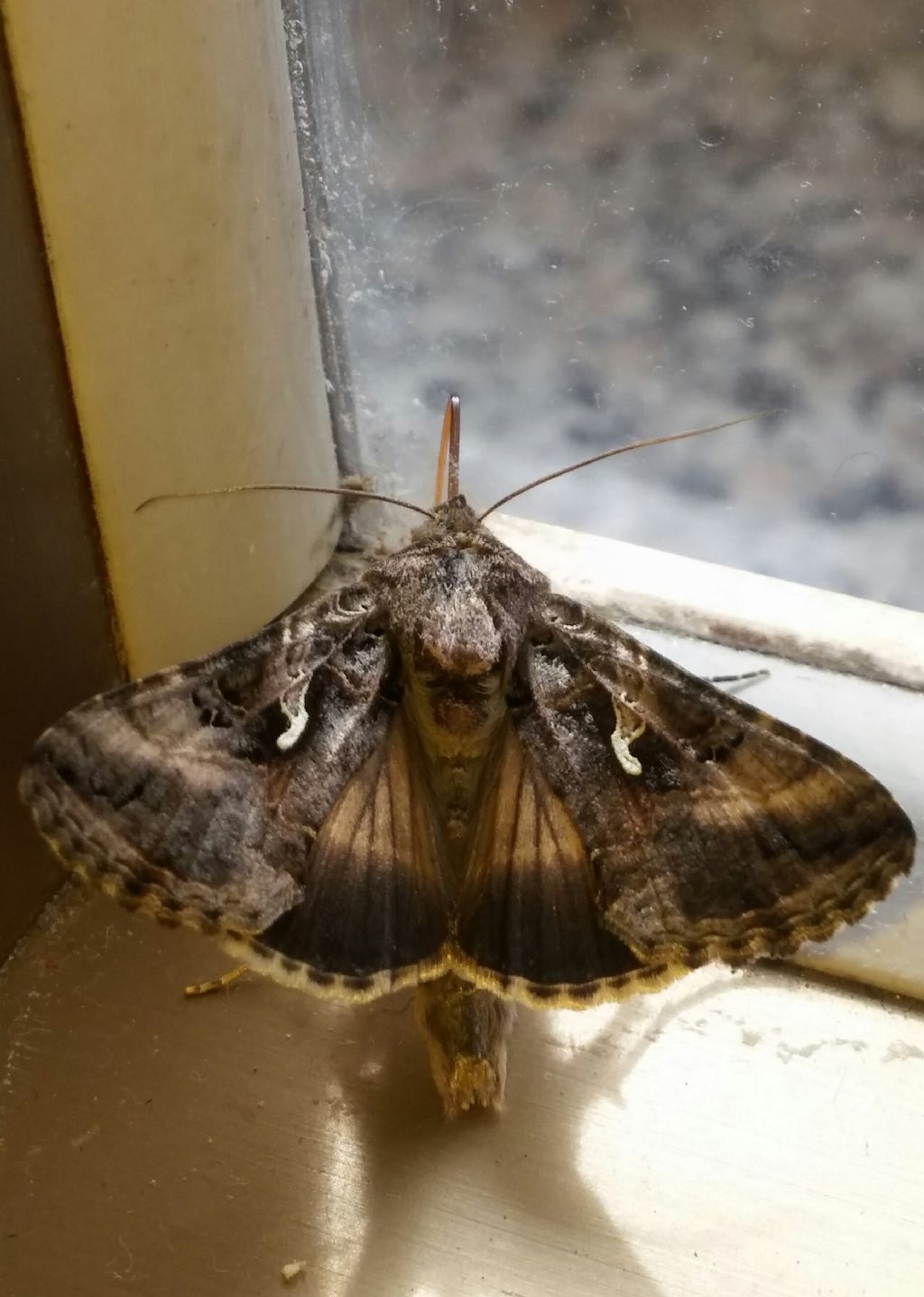 Falena da identificare...Drepanidae?  No, Noctuidae:  Autographa gamma