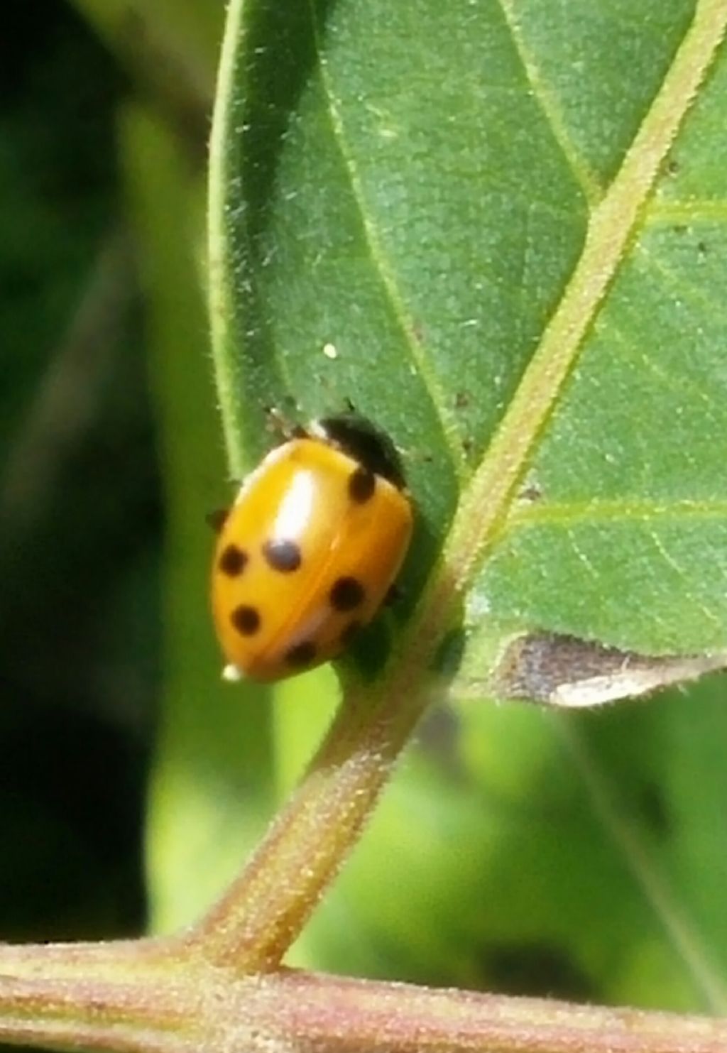 Coccinellidae:  Hippodamia variegata