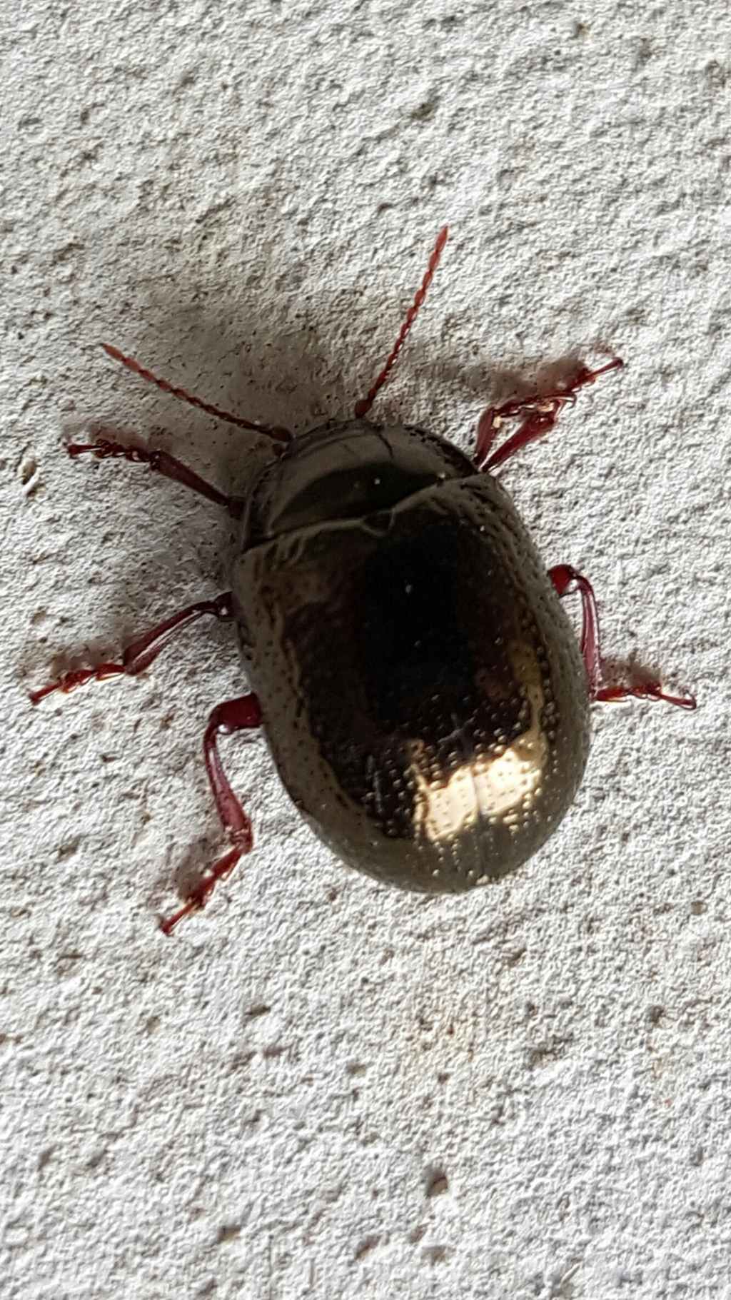 Chrysomelidae: Chrysolina bankii